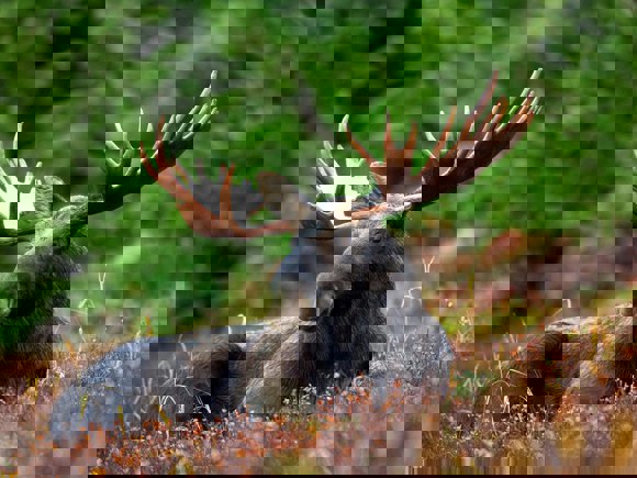 Pexels Pixabay 76972